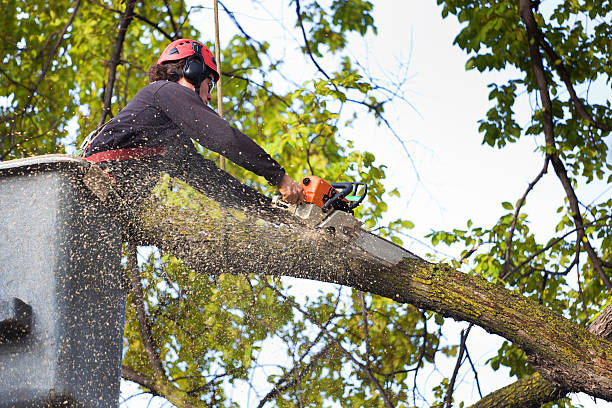 Tree Branch Trimming in Orchard Hills, PA